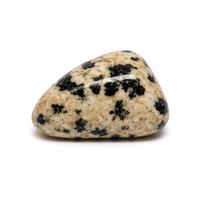 Dalmatiner Jaspis