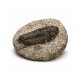 Fossilien